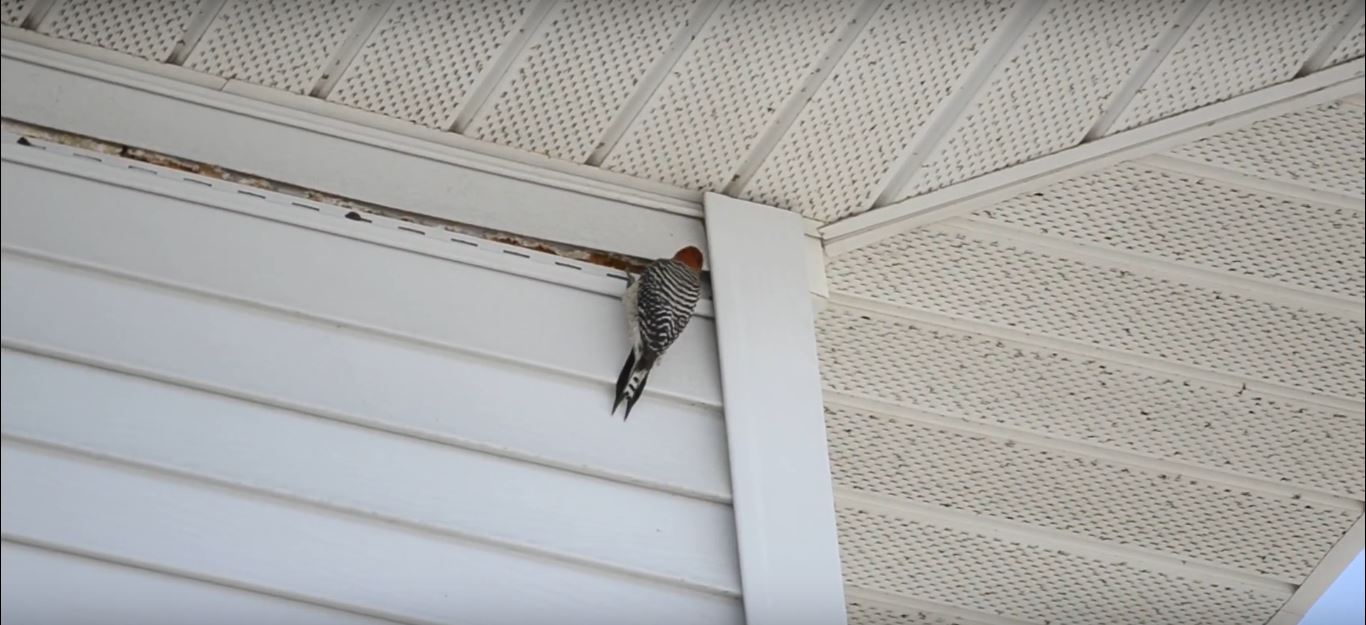 Why do Woodpeckers Peck on Houses?